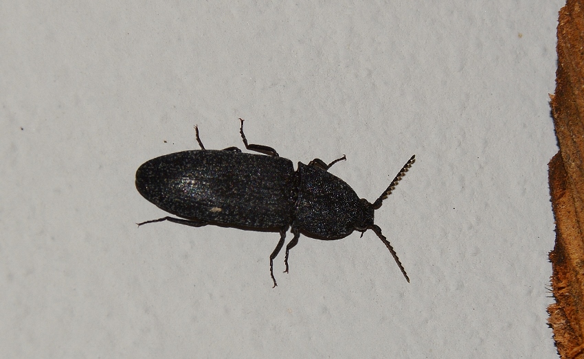 Elateridae: Lacon punctatus